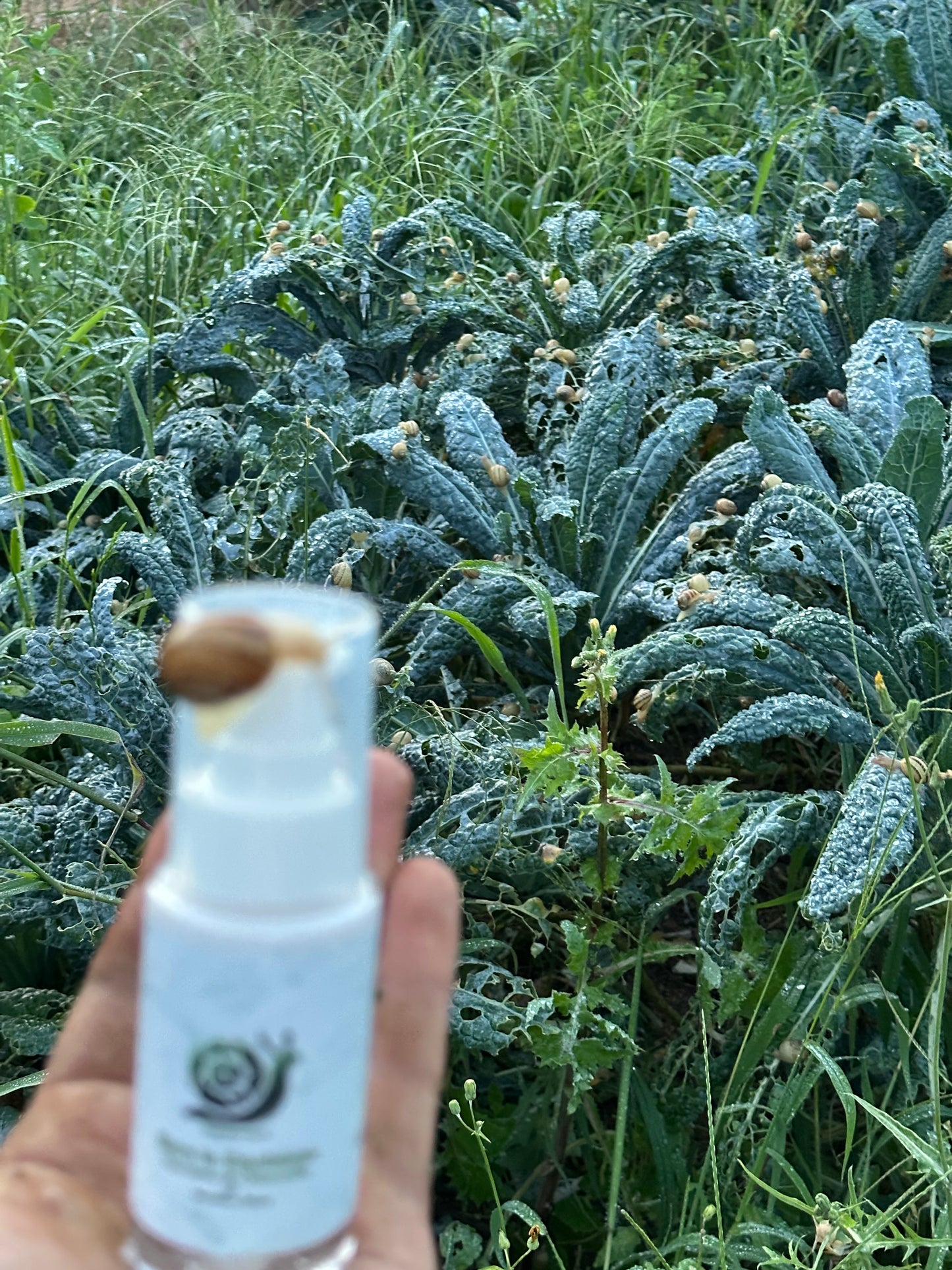 Siero Viso in Emulsione con Bava di Lumaca estratta a mano, Acido Ialuronico, Camomilla e Vitamina E